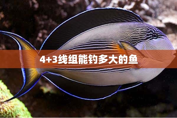 4+3线组能钓多大的鱼