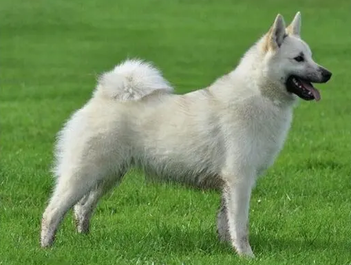 挪威布哈德犬发烧怎么办？及时掌握这些知识！