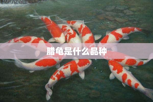 腊龟是什么品种