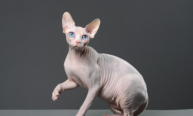 斯芬克斯猫的缺点有哪些？看这～
