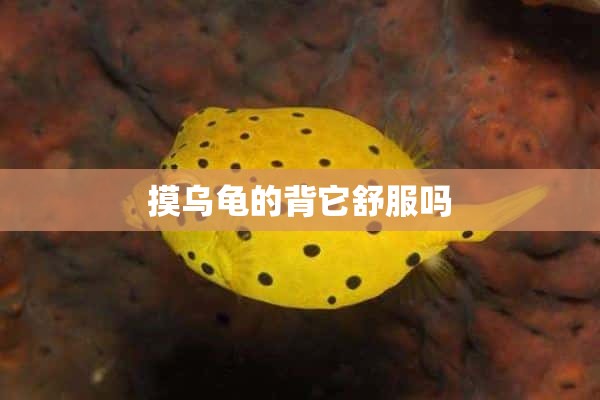 摸乌龟的背它舒服吗