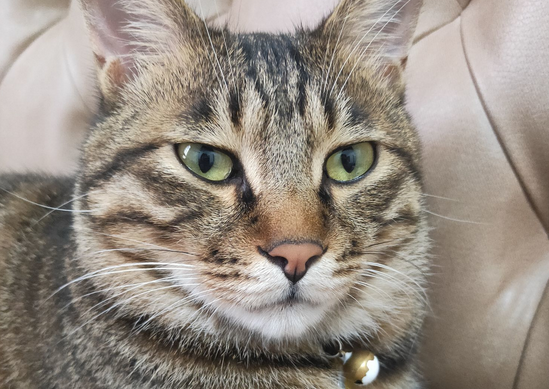 狸花猫上品和下品有什么区别，今天来看看！