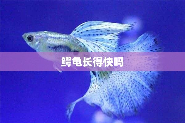 鳄龟长得快吗