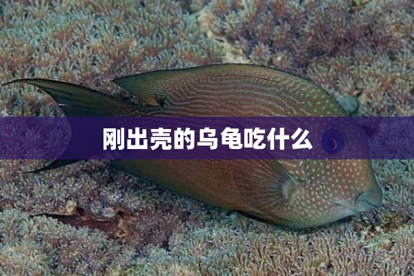 刚出壳的乌龟吃什么