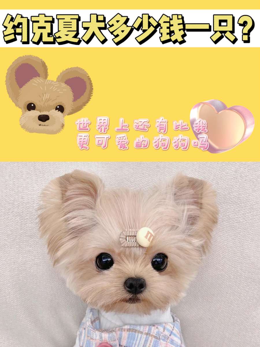 约克夏犬多少钱一只？说它最可爱你有意见吗