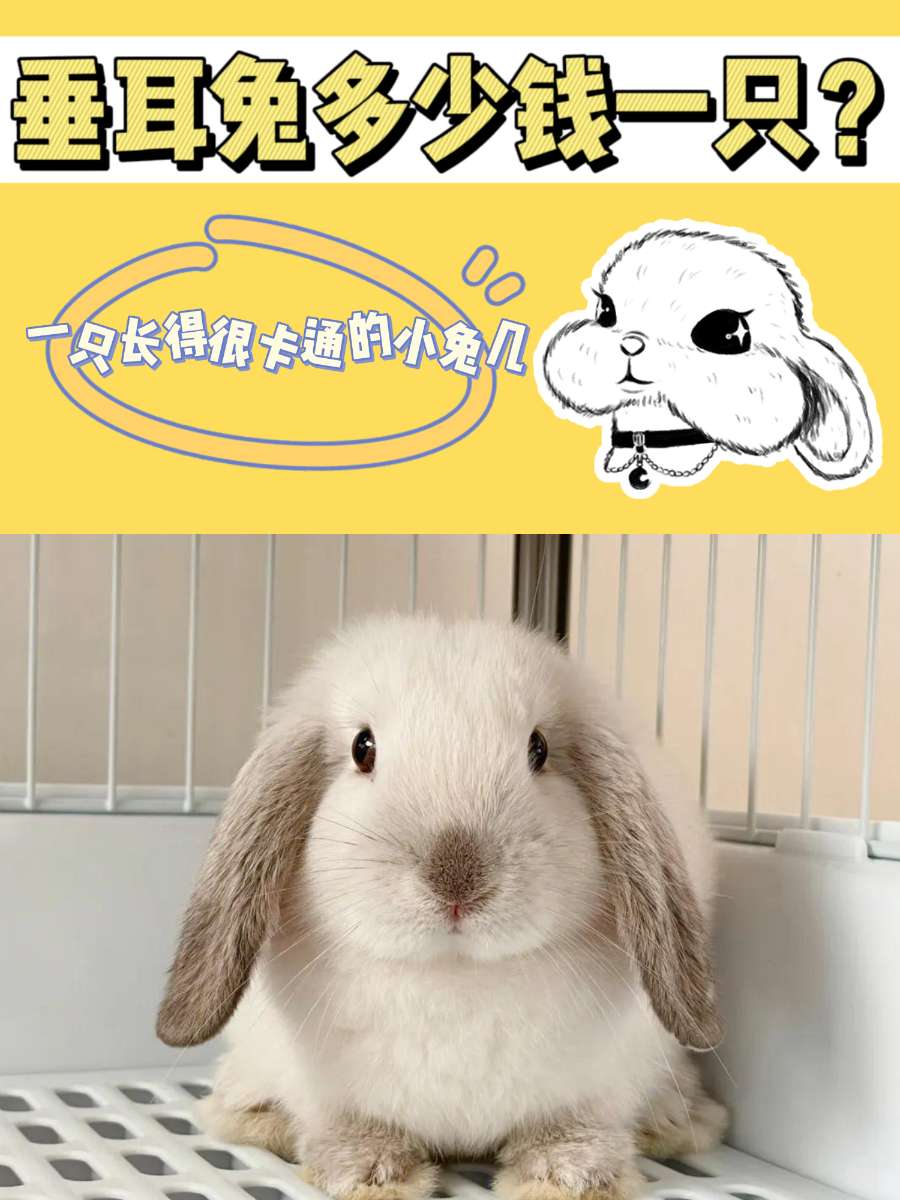 垂耳兔多少钱一只？有喜欢养兔子的朋友吗