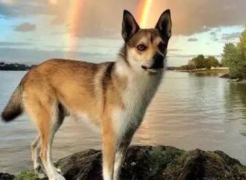 挪威伦德猎犬拉稀怎么办？来这里看看吧