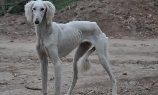 细犬怎么养？方法很重要