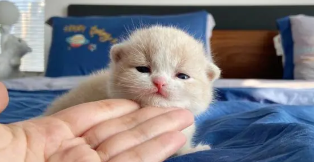 小奶猫一个月大能离开母猫吗？业内人士这样说