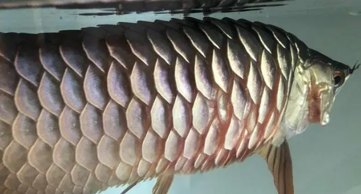 金龙鱼撞缸掉鳞怎样处理？