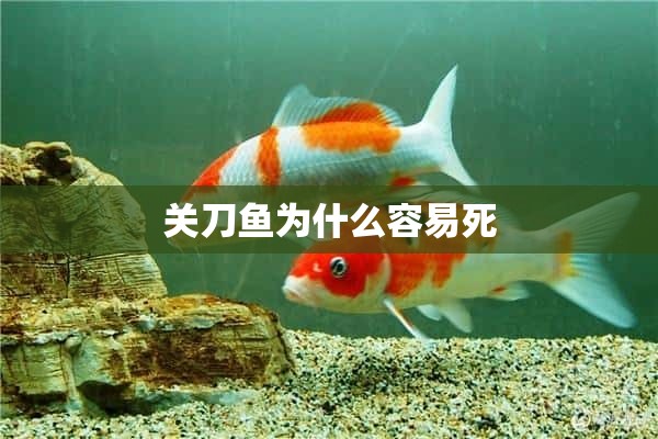 关刀鱼为什么容易死