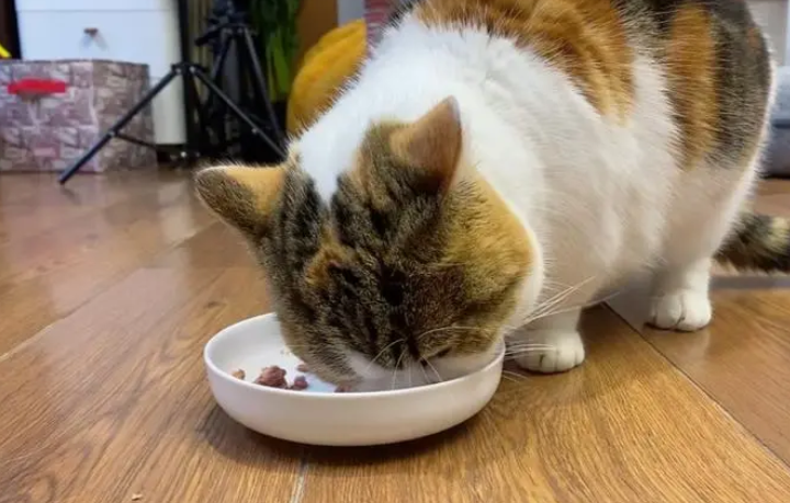 猫咪两个月拉稀可以喂庆大霉素吗？速来了解！