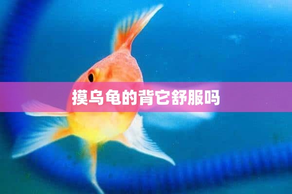 摸乌龟的背它舒服吗