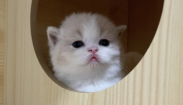 如何判断小奶猫着凉了？饲主有必要了解一下！