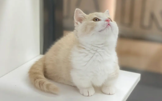 曼基康猫消化不良怎么治疗？看这～