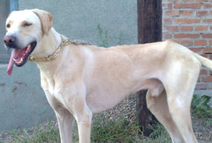 细犬怎么训练看家护院？来看看吧