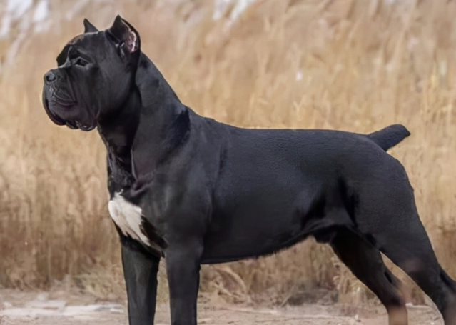 卡斯罗犬感冒怎么办？来这里了解下吧