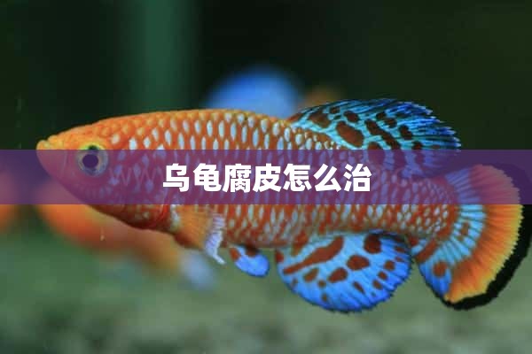 乌龟腐皮怎么治