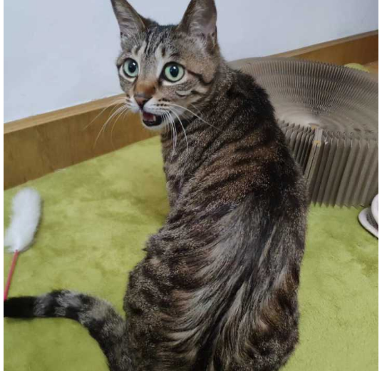 狸花猫体重标准是多少？关注这些细节才能健康养宠