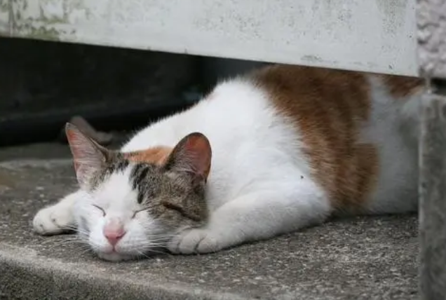 如何让流浪猫不害怕自己？来看一看吧