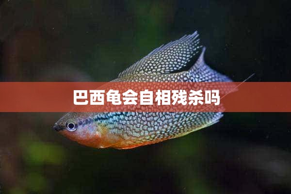 巴西龟会自相残杀吗