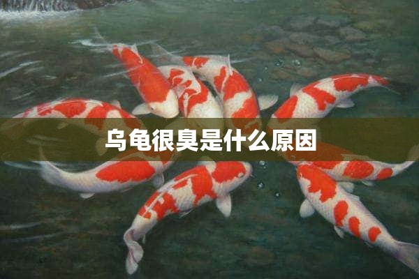 乌龟很臭是什么原因