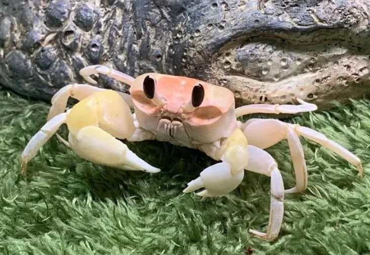 宠物螃蟹吃什么，喂食频率是怎样的？