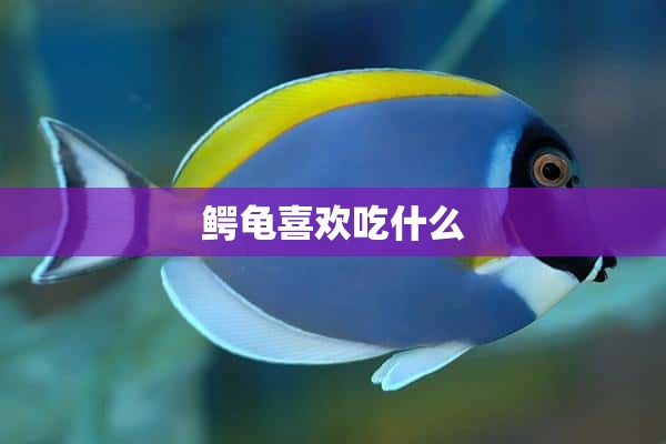 鳄龟喜欢吃什么