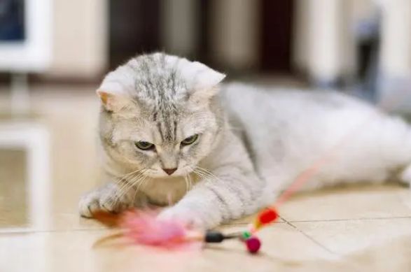 猫咪两个月拉稀可以喂庆大霉素吗？速来了解！