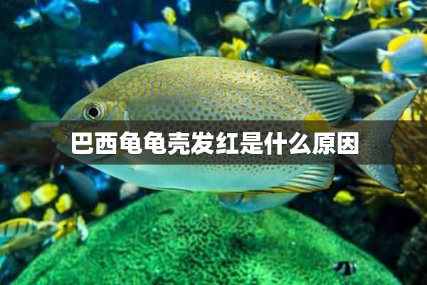 巴西龟龟壳发红是什么原因