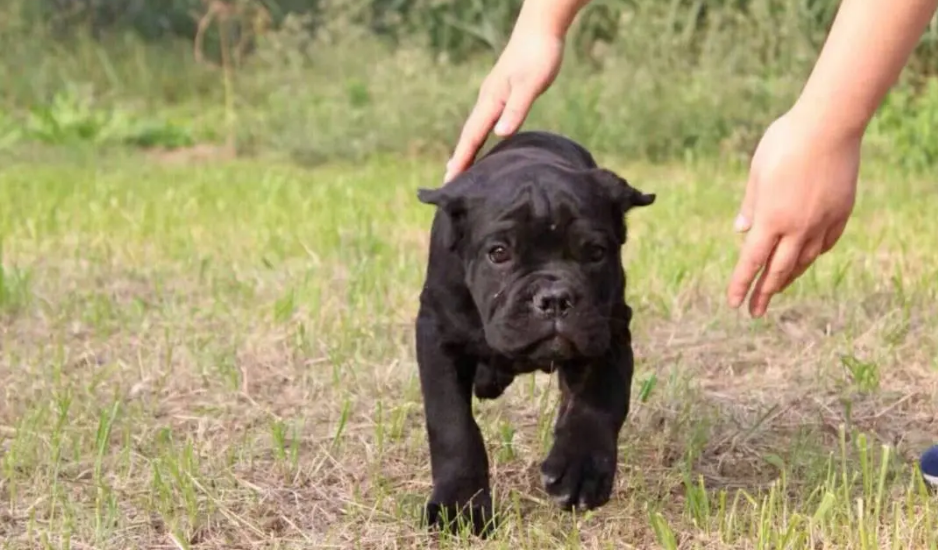 卡斯罗犬便秘怎么办？教你几招简单又有效