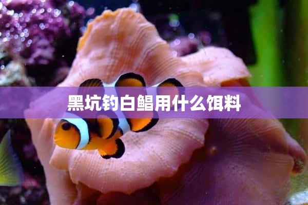 黑坑钓白鲳用什么饵料