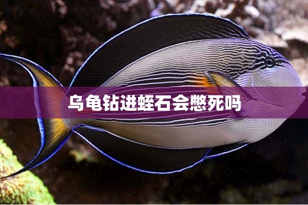 乌龟钻进蛭石会憋死吗